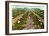 Picking, Drying Raisin Grapes, Fresno, California-null-Framed Art Print