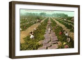 Picking, Drying Raisin Grapes, Fresno, California-null-Framed Art Print