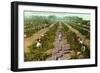 Picking, Drying Raisin Grapes, Fresno, California-null-Framed Art Print