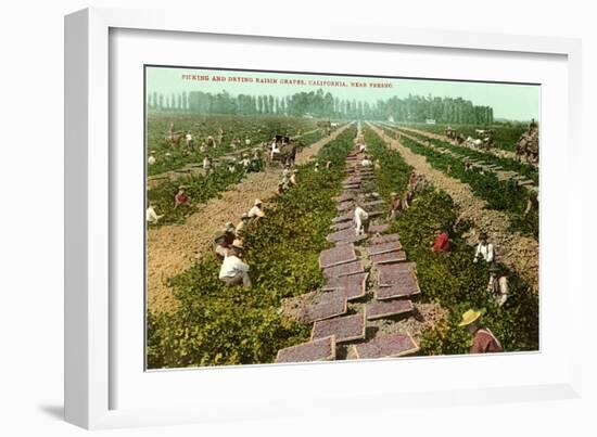 Picking, Drying Raisin Grapes, Fresno, California-null-Framed Art Print