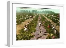 Picking, Drying Raisin Grapes, Fresno, California-null-Framed Art Print