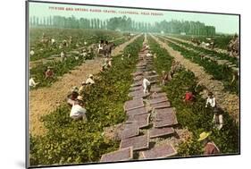 Picking, Drying Raisin Grapes, Fresno, California-null-Mounted Art Print