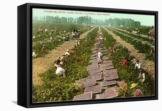 Picking, Drying Raisin Grapes, Fresno, California-null-Framed Stretched Canvas