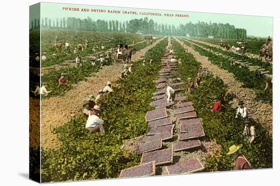 Picking, Drying Raisin Grapes, Fresno, California-null-Stretched Canvas