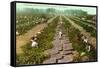 Picking, Drying Raisin Grapes, Fresno, California-null-Framed Stretched Canvas