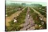 Picking, Drying Raisin Grapes, Fresno, California-null-Stretched Canvas