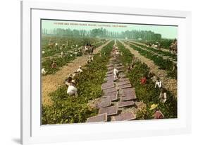 Picking, Drying Raisin Grapes, Fresno, California-null-Framed Premium Giclee Print