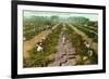 Picking, Drying Raisin Grapes, Fresno, California-null-Framed Premium Giclee Print