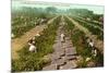 Picking, Drying Raisin Grapes, Fresno, California-null-Mounted Premium Giclee Print
