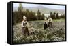 Picking Flowers in a Meadow Near Leksand, Sweden, C1923-null-Framed Stretched Canvas