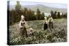 Picking Flowers in a Meadow Near Leksand, Sweden, C1923-null-Stretched Canvas