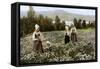 Picking Flowers in a Meadow Near Leksand, Sweden, C1923-null-Framed Stretched Canvas