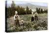 Picking Flowers in a Meadow Near Leksand, Sweden, C1923-null-Stretched Canvas