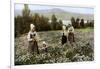 Picking Flowers in a Meadow Near Leksand, Sweden, C1923-null-Framed Giclee Print