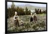 Picking Flowers in a Meadow Near Leksand, Sweden, C1923-null-Framed Giclee Print