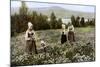 Picking Flowers in a Meadow Near Leksand, Sweden, C1923-null-Mounted Giclee Print