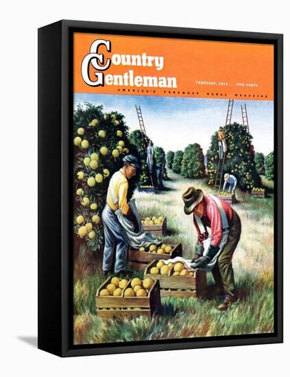 "Picking Grapefruit," Country Gentleman Cover, February 1, 1942-John S. Demartelly-Framed Stretched Canvas