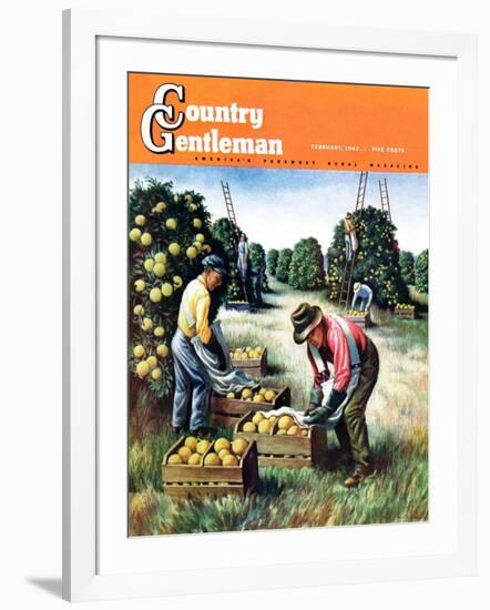 "Picking Grapefruit," Country Gentleman Cover, February 1, 1942-John S. Demartelly-Framed Giclee Print