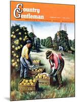 "Picking Grapefruit," Country Gentleman Cover, February 1, 1942-John S. Demartelly-Mounted Giclee Print