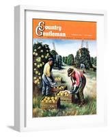 "Picking Grapefruit," Country Gentleman Cover, February 1, 1942-John S. Demartelly-Framed Giclee Print