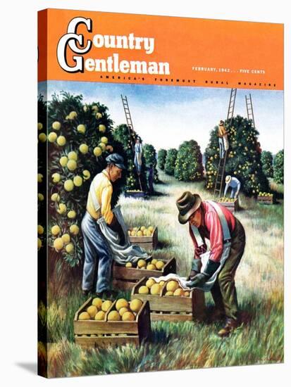 "Picking Grapefruit," Country Gentleman Cover, February 1, 1942-John S. Demartelly-Stretched Canvas