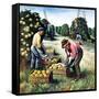 "Picking Grapefruit,"February 1, 1942-John S. Demartelly-Framed Stretched Canvas