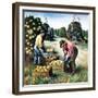 "Picking Grapefruit,"February 1, 1942-John S. Demartelly-Framed Giclee Print