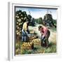 "Picking Grapefruit,"February 1, 1942-John S. Demartelly-Framed Giclee Print