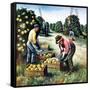 "Picking Grapefruit,"February 1, 1942-John S. Demartelly-Framed Stretched Canvas