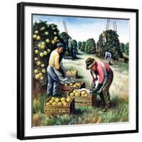 "Picking Grapefruit,"February 1, 1942-John S. Demartelly-Framed Giclee Print