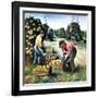 "Picking Grapefruit,"February 1, 1942-John S. Demartelly-Framed Giclee Print