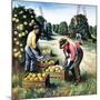 "Picking Grapefruit,"February 1, 1942-John S. Demartelly-Mounted Giclee Print