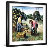 "Picking Grapefruit,"February 1, 1942-John S. Demartelly-Framed Giclee Print