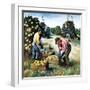 "Picking Grapefruit,"February 1, 1942-John S. Demartelly-Framed Giclee Print