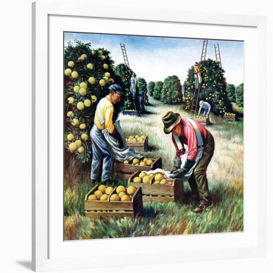 "Picking Grapefruit,"February 1, 1942-John S. Demartelly-Framed Giclee Print