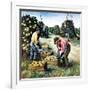 "Picking Grapefruit,"February 1, 1942-John S. Demartelly-Framed Giclee Print