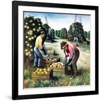 "Picking Grapefruit,"February 1, 1942-John S. Demartelly-Framed Giclee Print