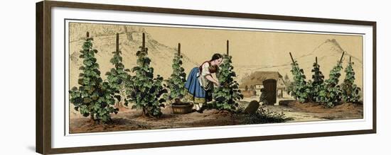 Picking Grapes in a Vineyard-null-Framed Premium Giclee Print