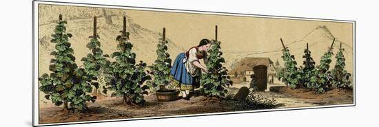 Picking Grapes in a Vineyard-null-Mounted Premium Giclee Print