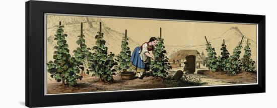 Picking Grapes in a Vineyard-null-Framed Art Print