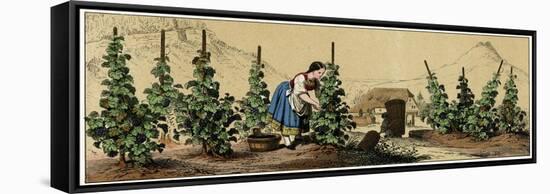 Picking Grapes in a Vineyard-null-Framed Stretched Canvas