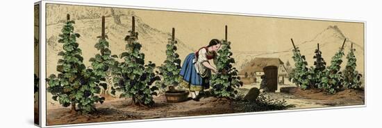 Picking Grapes in a Vineyard-null-Stretched Canvas