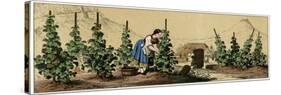 Picking Grapes in a Vineyard-null-Stretched Canvas