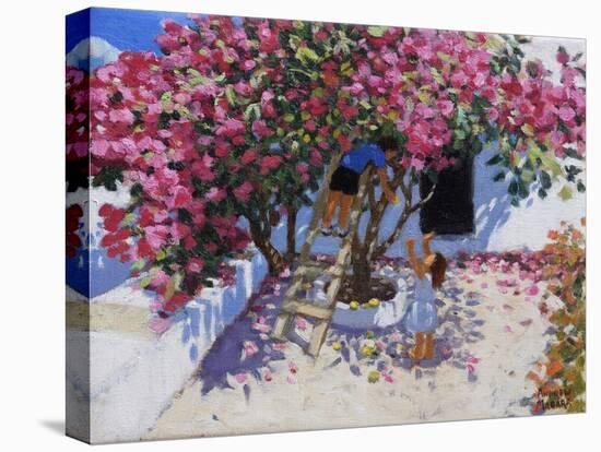 Picking lemons,Skiathos,Greece,2021,(oil on canvas)-Andrew Macara-Stretched Canvas