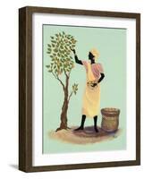 Picking Mangos-Judy Mastrangelo-Framed Giclee Print