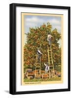 Picking Oranges in Florida-null-Framed Art Print