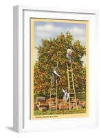 Picking Oranges in Florida-null-Framed Art Print