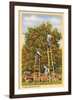 Picking Oranges in Florida-null-Framed Art Print