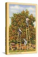 Picking Oranges in Florida-null-Stretched Canvas