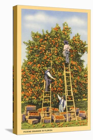 Picking Oranges in Florida-null-Stretched Canvas
